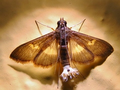 Diaphania lualis