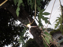 Argiope appensa