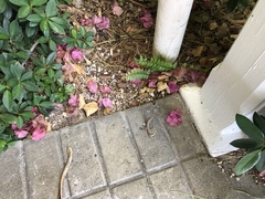 Leiocephalus psammodromus