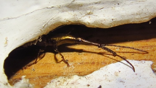 Brentidae