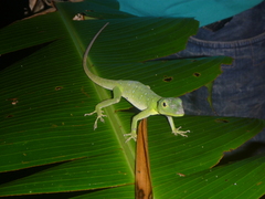 Anolis punctatus