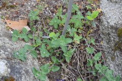 Nepeta racemosa racemosa