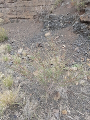 Indigofera sessiliflora