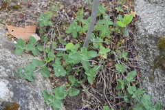 Nepeta racemosa racemosa
