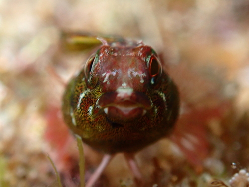 Blackthroat triplefin (Enneapterygius atrogulare) — Tripterygiidae — 3