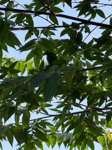 Blue-winged Leafbird (Chloropsis moluccensis)