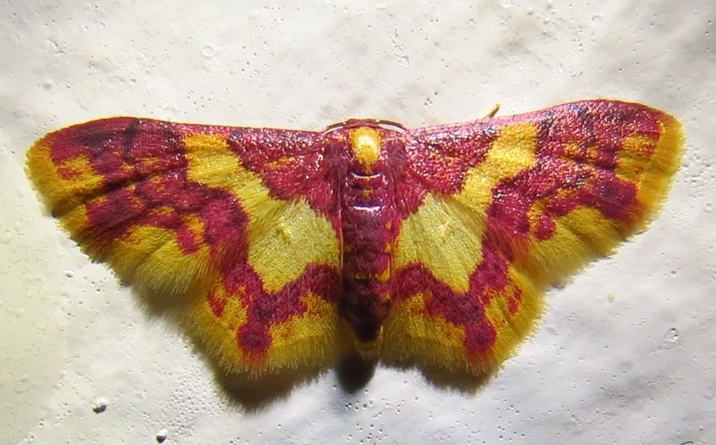 Tricentrogyna