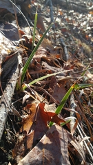 Iris verna