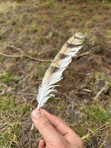 American Barn Owl (Tyto furcata), photo 5