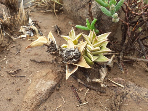 Astroloba robusta