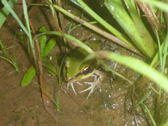 Lithobates palmipes