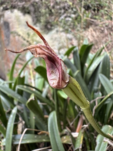 Masdevallia coriacea, photograph 3