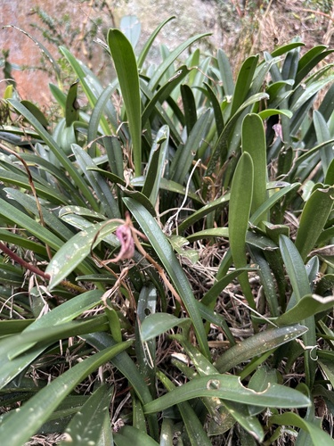 Masdevallia coriacea, photograph 4