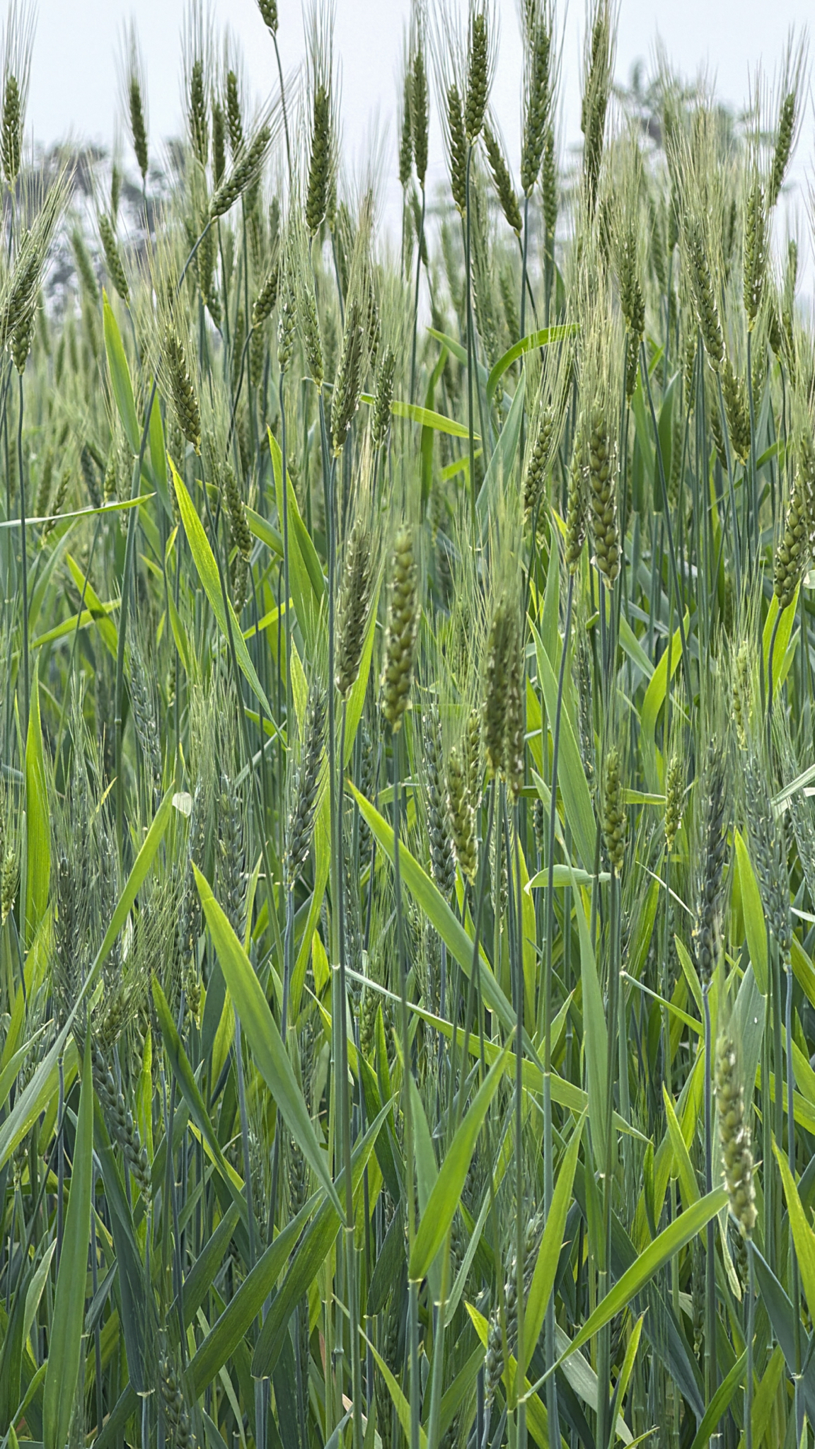 Wheat