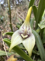 (c) Nicolás Baresch Uribe, some rights reserved (CC BY) Masdevallia coriacea, photograph (c) Nicolás Baresch Uribe, some rights reserved (CC BY)