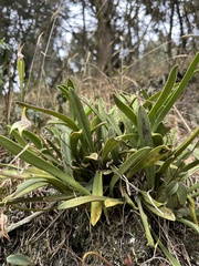 (c) Nicolás Baresch Uribe, some rights reserved (CC BY) Masdevallia coriacea, photograph (c) Nicolás Baresch Uribe, some rights reserved (CC BY)