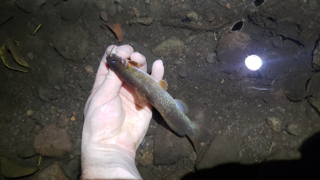 Cave chulín (Rhamdia laticauda) — Heptapteridae