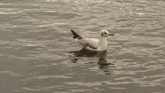 Chroicocephalus ridibundus