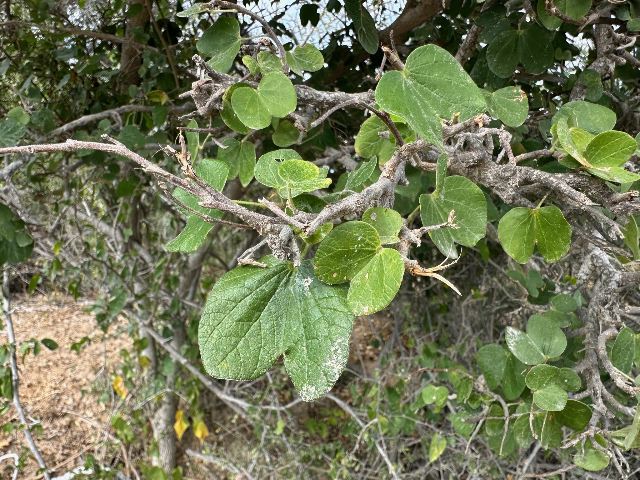Butterfly orchid tree