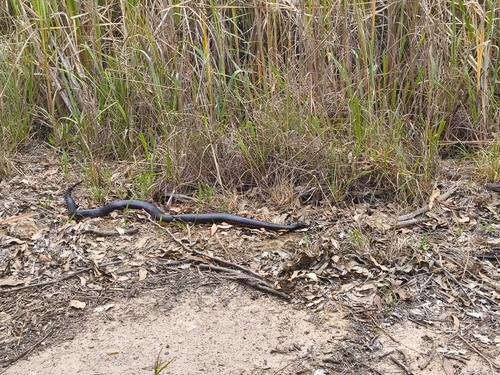 Red-bellied Black Snake