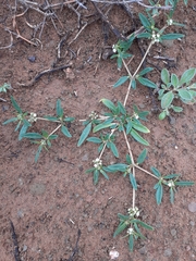 Gisekia pharnaceoides