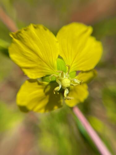 Ludwigia nervosa (Ludwigia nervosa)