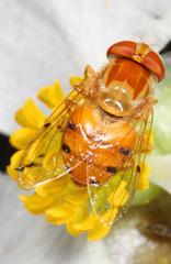 Copestylum sexmaculatum