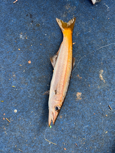 Jack pike (Dinolestes lewini) — Dinolestidae — 2