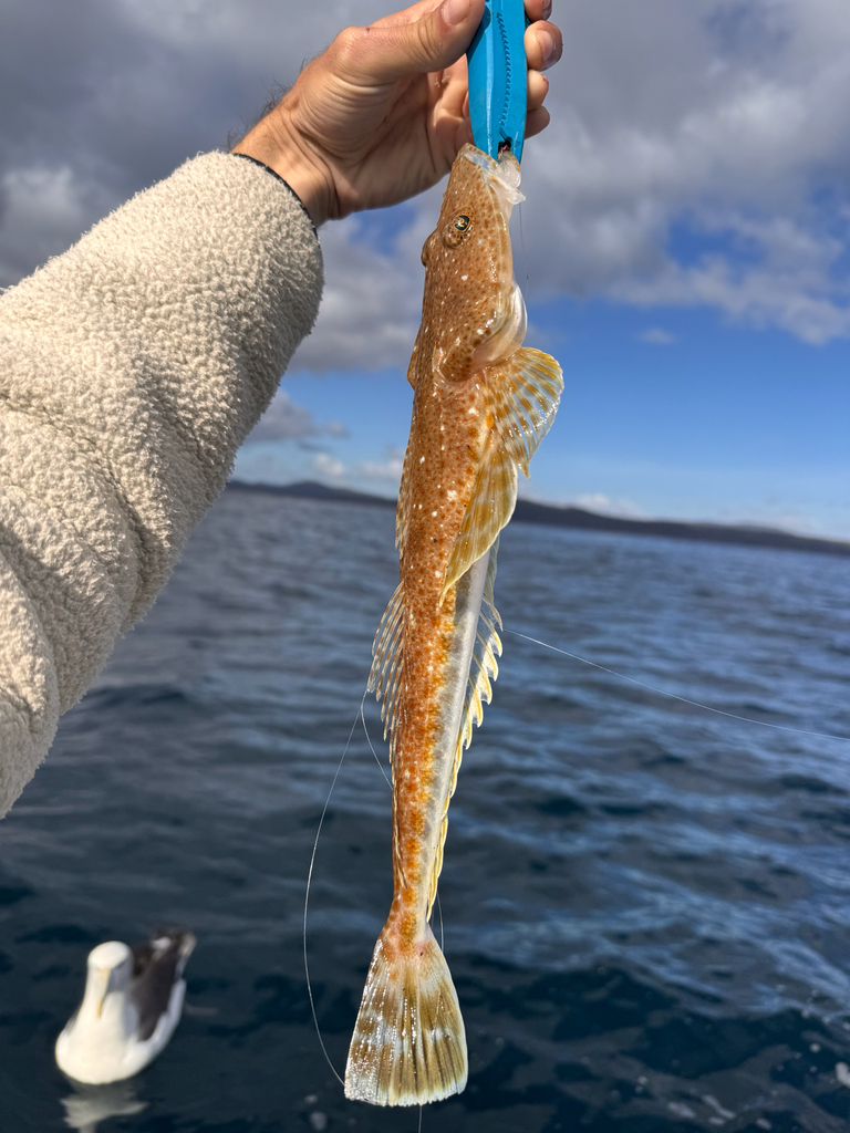 Tiger Flathead