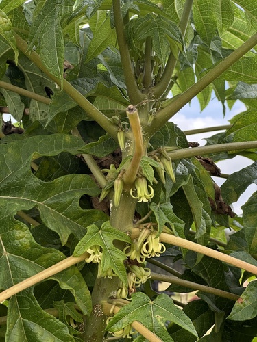 Vasconcellea Cundinamarcensis (Vasconcellea pubescens)