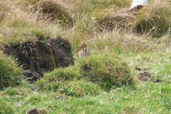 Gallinago nobilis
