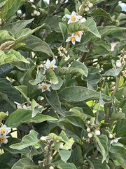 Solanum cornifolium