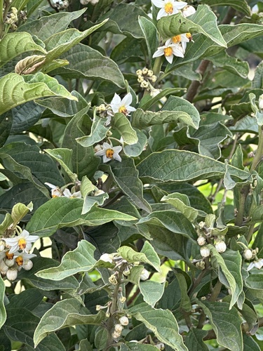 Solanum cornifolium, photograph 2