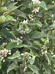 (c) Nicolás Baresch Uribe, some rights reserved (CC BY) Solanum cornifolium, photograph (c) Nicolás Baresch Uribe, some rights reserved (CC BY)