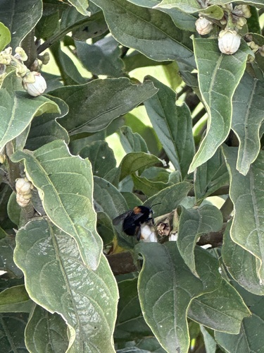 Solanum cornifolium, photograph 3