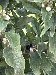 (c) Nicolás Baresch Uribe, some rights reserved (CC BY) Solanum cornifolium, photograph (c) Nicolás Baresch Uribe, some rights reserved (CC BY)