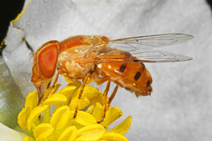 Copestylum sexmaculatum