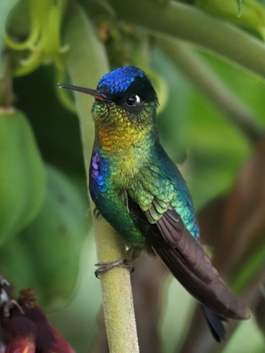 Fiery-throated Hummingbird (Panterpe insignis)