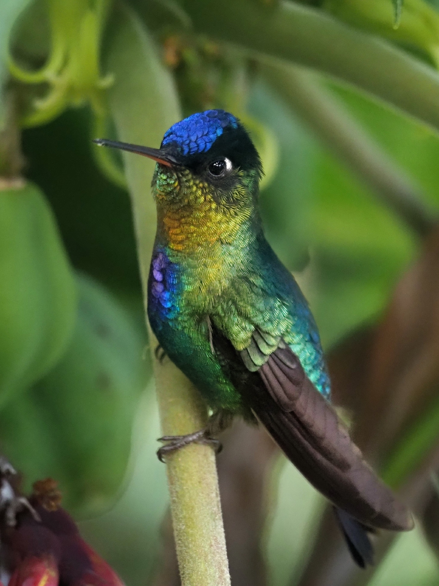 Fiery-throated Hummingbird (Panterpe insignis), photo 1