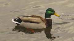 Anas platyrhynchos