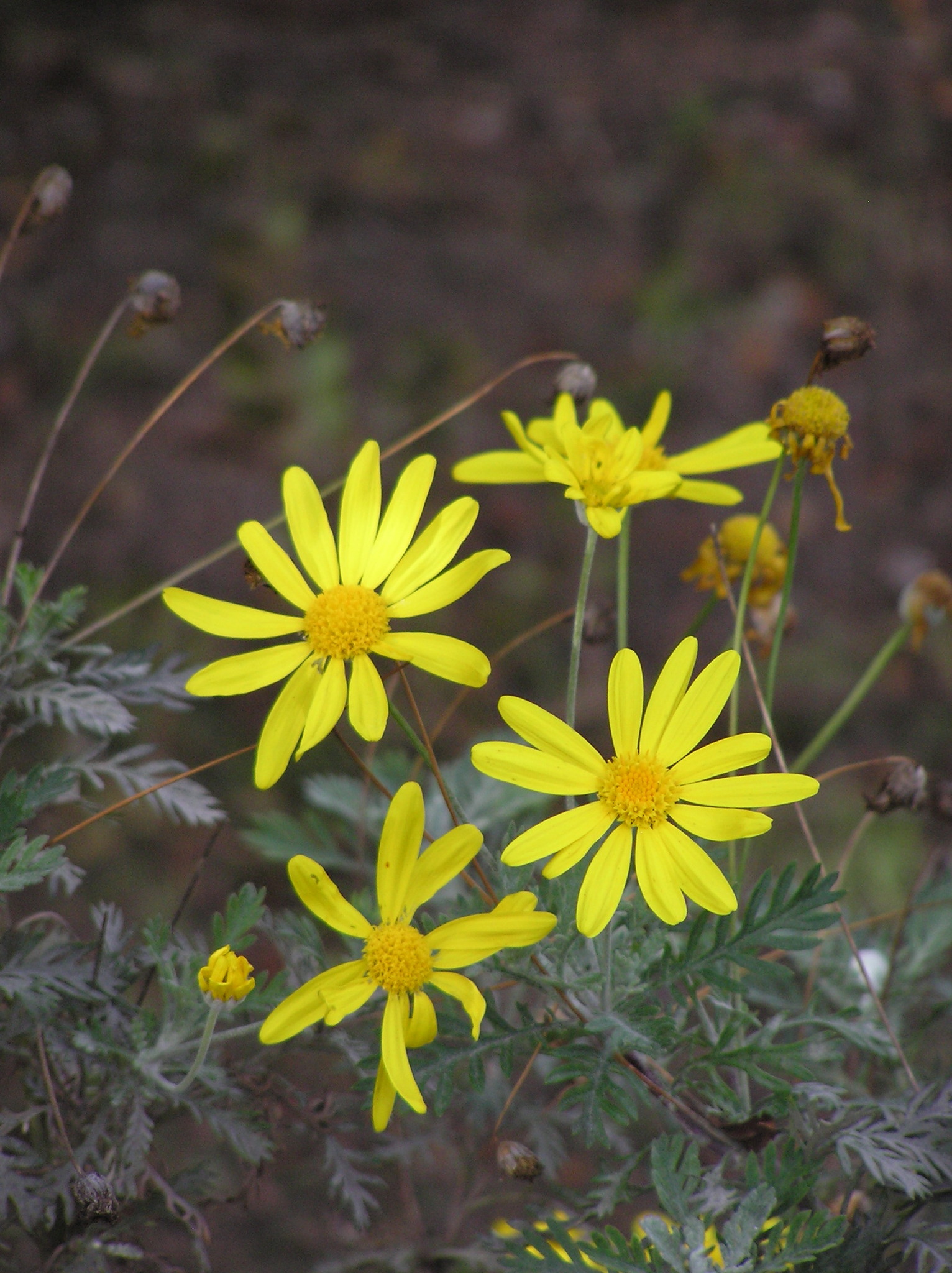 Grey-Leaved Euryops (Euryops pectinatus)