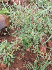 Indigofera sessiliflora