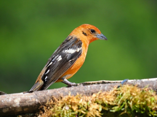 Flame-colored Tanager (Piranga bidentata), a lookalike recorded in Wisconsin