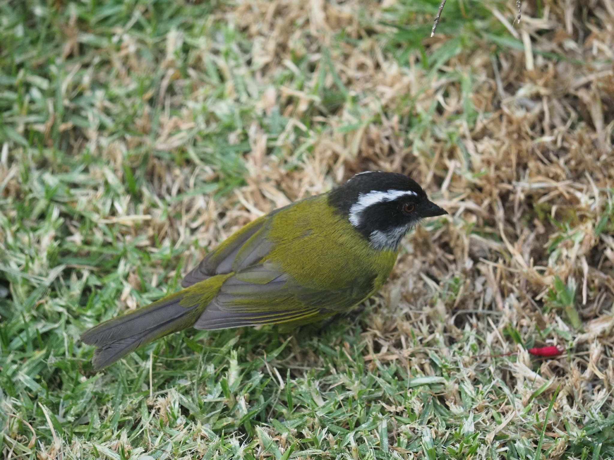 Sooty-capped Chlorospingus (Chlorospingus pileatus), photo 5
