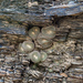 Blossfeldia liliputana - Photo (c) Martin Lowry, alguns direitos reservados (CC BY-NC), uploaded by Martin Lowry
