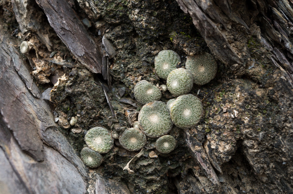 Blossfeldia liliputana