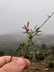 Indigofera sp-f