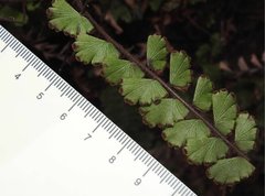 Adiantum malesianum