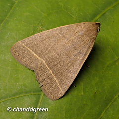 Simplicia cornicalis