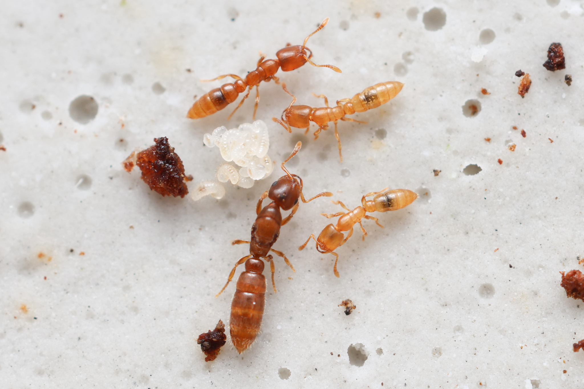 Prionopelta punctulata